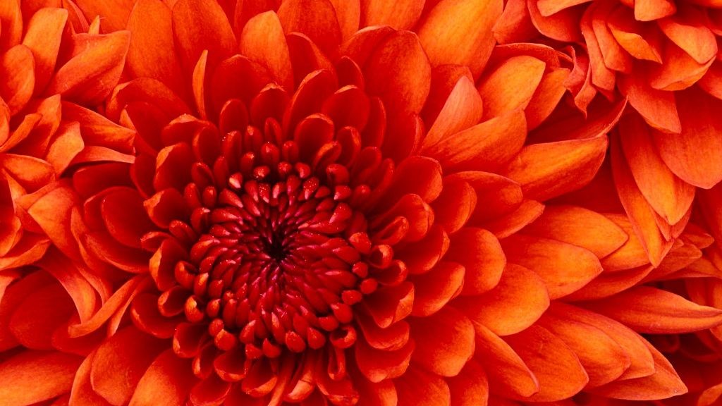 wpid-18565_Chrysanthemum.jpg