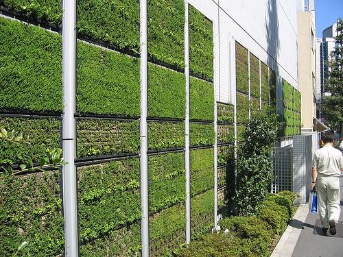 wpid-187_greenwall.jpg