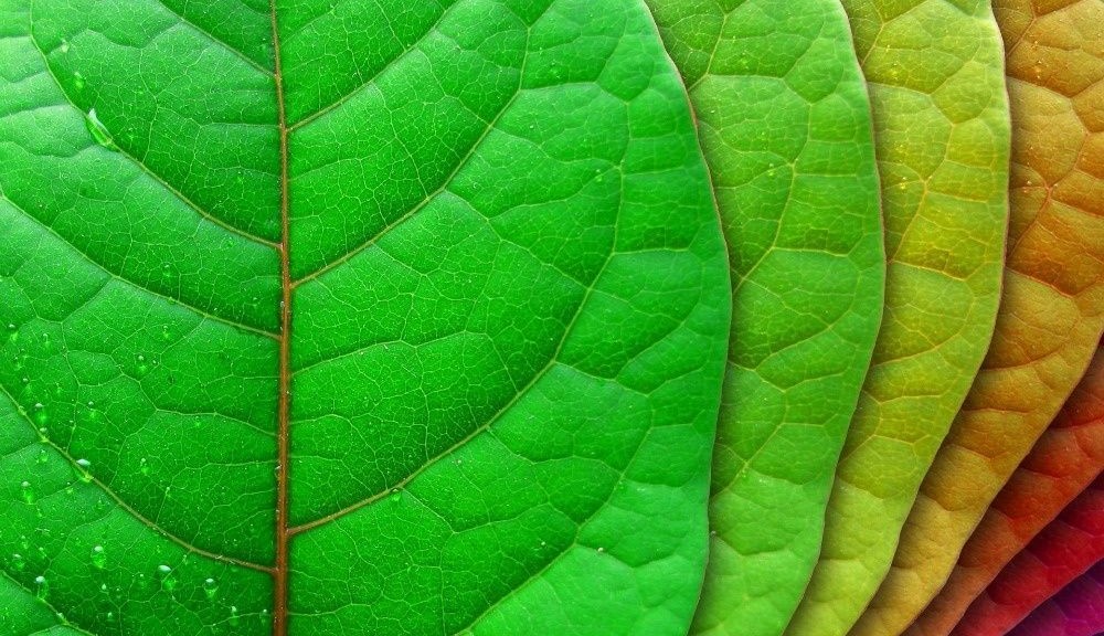 wpid-19599_stockvaultleaves.jpg
