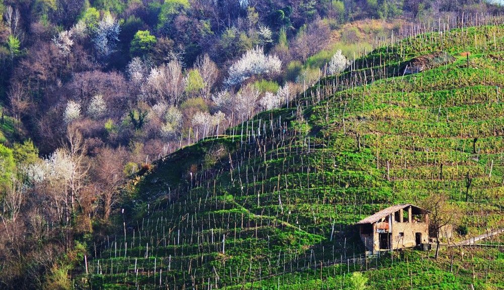wpid-22581_CollineProseccocasolareFiorenzoVaccari.jpg