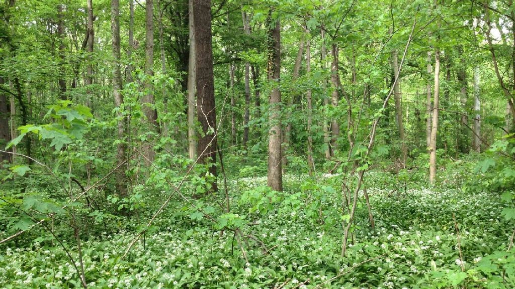 wpid-2633_foresteurbane.jpg