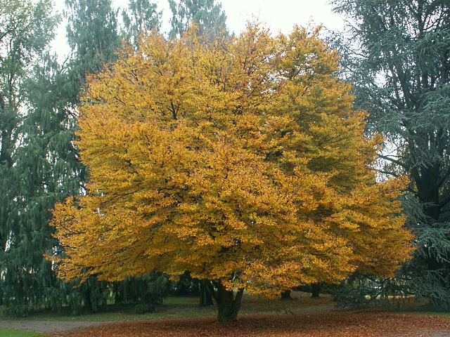 albero_ornamentale