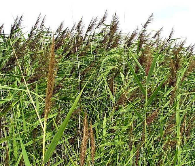 canna_palustre_Foto_01