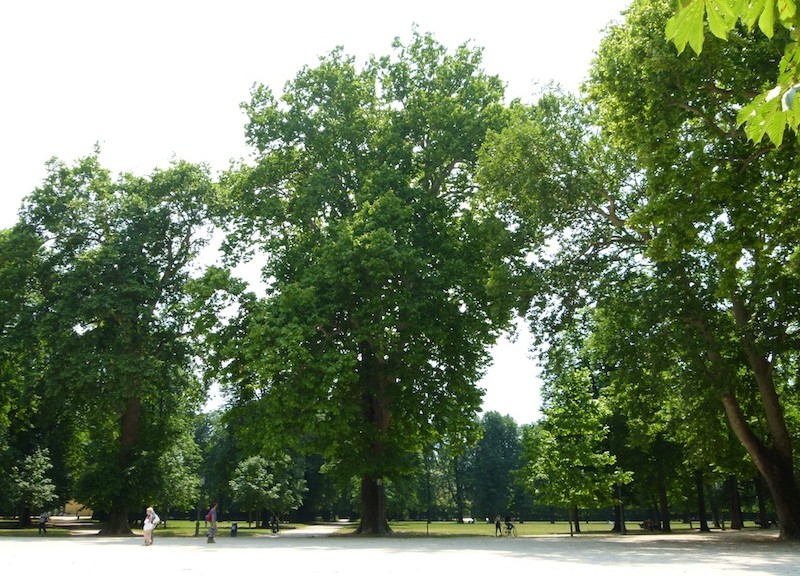 calcolare il valore economico degli alberi