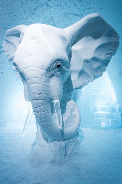 Elephant in the Room