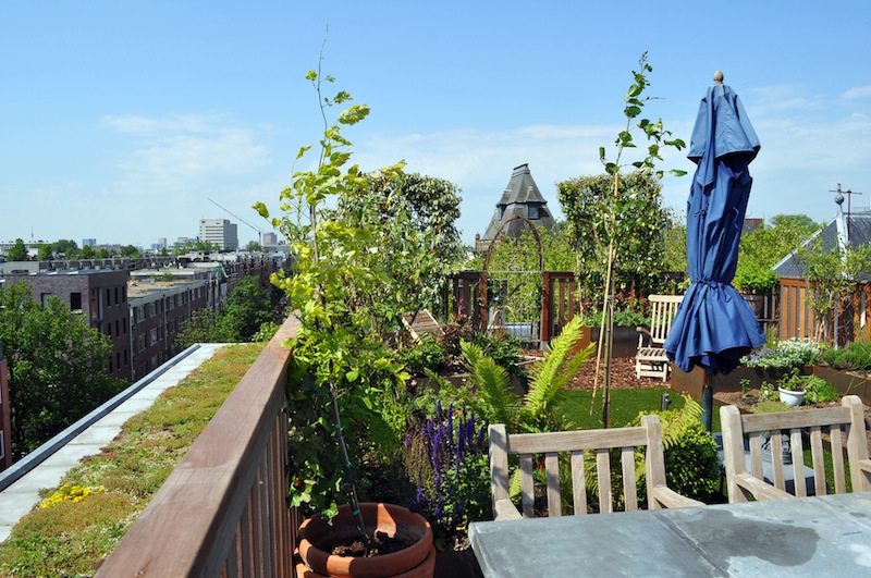 Un esempio di giardino sul tetto realizzato da ROOFlife nei Paesi Bassi