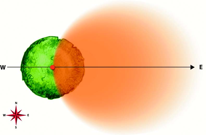 La zona colorata rappresenta schematicamente l’area bioenergetica creata dall’intersezione fra l’albero e il vettore elettromagnetico