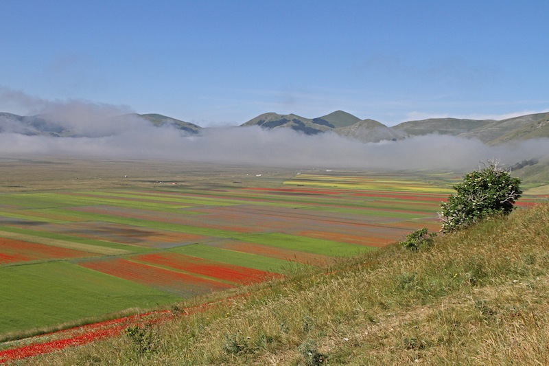 Lentils flowering in Pian Grande in Castelluccio di Norcia