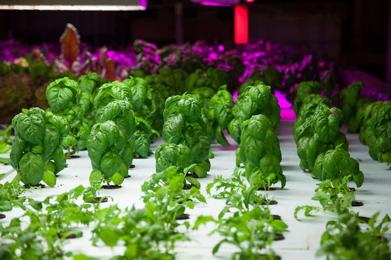 Sistema di coltura aquaponica impiegato a Chicago nel progetto The Plant © The Plant - Chicago
