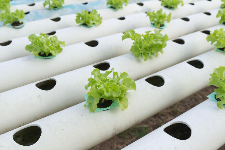 Hydroponic vegetable