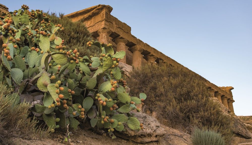 principale_agrigento 101