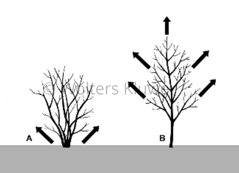 Fig. 1. Esemplificazione dei modelli di crescita nelle piante arboree e in quelle arbustive. A: Crescita basitona: l’arbusto si accresce a partire dalla base (gemme del colletto). B: Crescita acrotona: l’albero si accresce a partire dalla periferia (gemme apicali).(disegno L. Vivona).