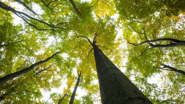Alberi o arbusti? La definizione del trattato di botanica forestale Alberi o arbusti? La definizione del trattato di botanica forestale