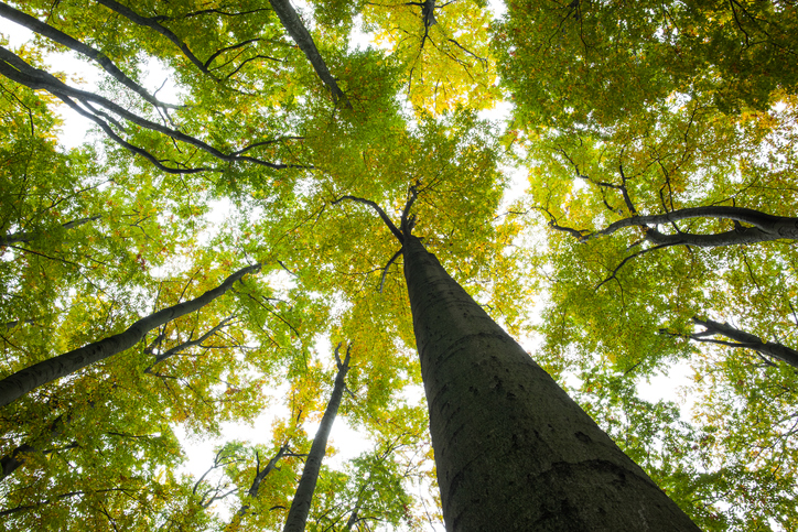 foreste-alberi