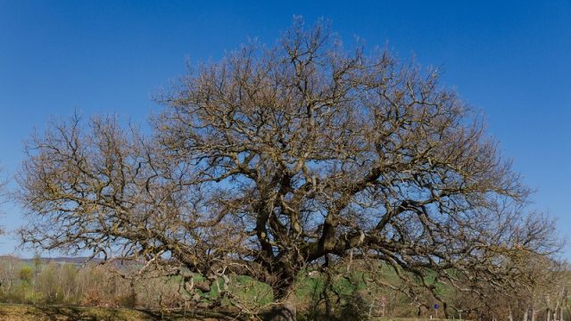 Alberi monumentali, presentata la bozza della Carta di Siena Alberi monumentali, presentata la bozza della Carta di Siena