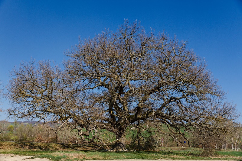 La Quercia delle Checche in Val D' Orcia